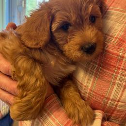 Harley - Red male Cavapoo puppy in Bozeman, Montana from Montana Cavapoo