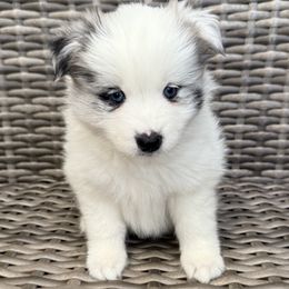 Pumpkin - Merle female Pomsky puppy in Hudson, New Hampshire from Granite State Pomskies