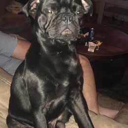 Pug Puppies from tamispets