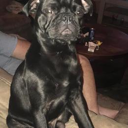 Pug Puppies from tamispets