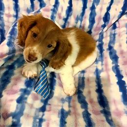 Kevin - Dapple male Dachshund puppy in Waynesboro, Tennessee from Owl Hollow Farm Miniature Dachshunds