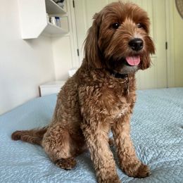 Lainey - Goldendoodle