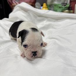 Jack Frost - Black brindle and white male Boston Terrier puppy in Goshen, Ohio from Washburns bostons