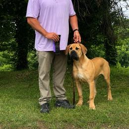 Groot - Fawn male Boerboel puppy in Flemingsburg, Kentucky from Aussgardian Boerboels