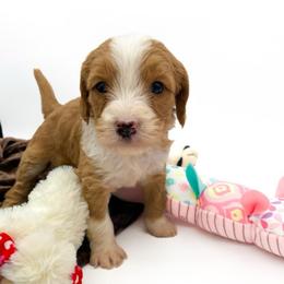 Mint girl - Red  female Goldendoodle puppy in Lafayette, Alabama from Sweethaven Kennels