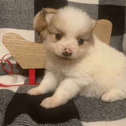 Pomeranian Puppies from POMS USA