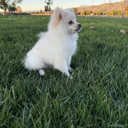 Bean - Cream male Pomeranian puppy in San Jacinto, California from Savvypomeranians
