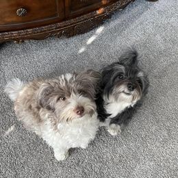 Havanese from Havanese Hearts