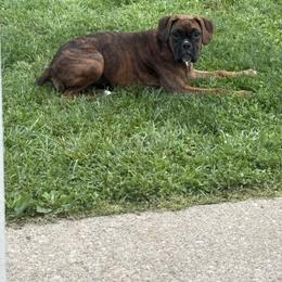 Boxer Puppies from Pawsitively Amazing Boxers LLC
