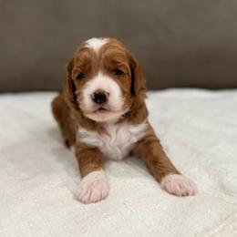 Cannoli boy - Red  male Goldendoodle puppy in Rio Linda, California from Plush Doodles