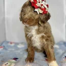 Bernedoodle and Cavapoo Puppies from Cascade Springs Doodles