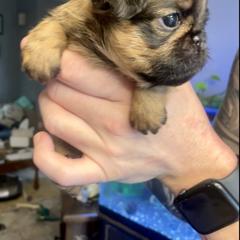 Brussels Griffon Puppies from Shelly's Brussels Griffons