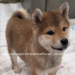 Kaya - Red female Shiba Inu puppy in Tualatin, Oregon from Shiba Paradise