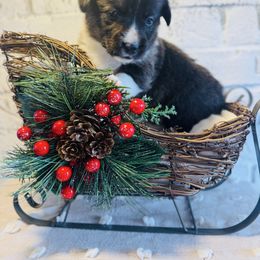 Cinnamon - Brindle and white female American Corgi puppy in Westminster, Maryland from Serendipity Corgi's