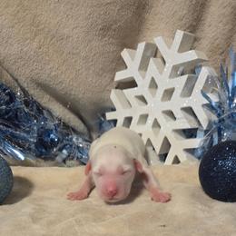 Nutmeg - White and black female Dalmatian puppy in Claremore, Oklahoma from Lotsofdots Dalmatians