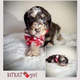 KITKAT - Brown merle female Aussiedoodle puppy in Houston, Texas from Jomelkin Furry Pals