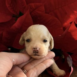 Yellow boy - Apricot male Goldendoodle puppy in Covington, Louisiana from MyKy Puppies