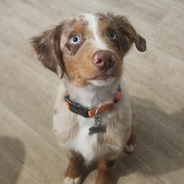 Australian Shepherd All Grown Up from Flowertown Aussies