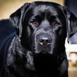 Labrador Retriever Puppies from McCracker Pond Labradors