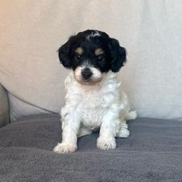 Skye - Tri-color female Cavapoo puppy in Saint George, Utah from Fitzdoodles