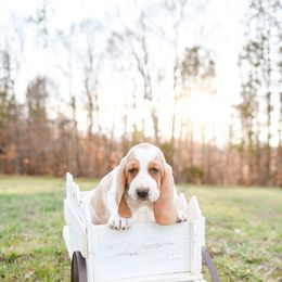 Basset Hound Puppies from K&B Farms & Bassets