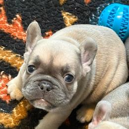 Lilac Sable Boy - Blue fawn male French Bulldog puppy in Grafton, Ohio from K&J Frenchies