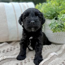 Giant Schnauzer and Miniature Schnauzer Puppies from Hillside Kennels
