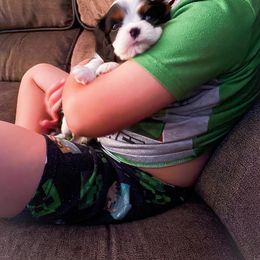 Cavalier King Charles Spaniel Puppies from Faybelle's Cavaliers