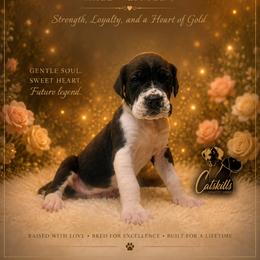 Feeny - Mantle male Great Dane puppy in Liberty, New York from Catskills Greatest Danes