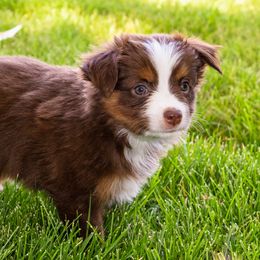 Rainier - Red tri female Miniature Australian Shepherd puppy in Blackfoot, Idaho from Bellewynd Acres