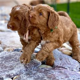 Australian Labradoodle Puppies from Cascade Canyon Labradoodles