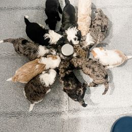 Aussiedoodle and Goldendoodle Puppies from Cosby Ranch Doodles