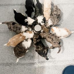 Aussiedoodle and Goldendoodle Puppies from Cosby Ranch Doodles