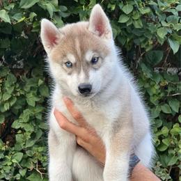 Atlas - Gray and white male Siberian Husky puppy in Yelm, Washington from KPM Siberians