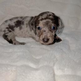 Lullaby - Dapple female Dachshund puppy in San Diego, California from Enchantables
