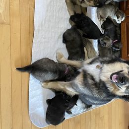 Pomskies from Luxury Pomsky