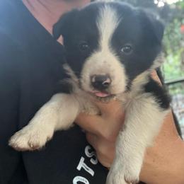 Badger - Black and white male Border Collie puppy in North Lakeport, California from Wild Rose Ranch