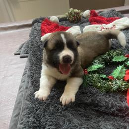 Yellow - Brown, black overlay male Akita puppy in Las Vegas, Nevada from Ishikawa Akita's