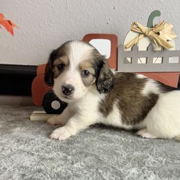 Murray - Piebald male Dachshund puppy in Gilbertsville, Kentucky from DeLaunes Dachshunds