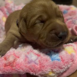 Sienna - Yellow female Labrador Retriever puppy in North Chesterfield, Virginia from Lake Crystal Farms Labradors