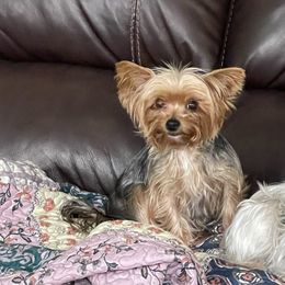 Star - Yorkshire Terrier
