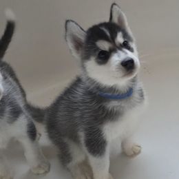 Stitch (626) - Black and white male Pomsky puppy in Peoria, Arizona from Peoria Pomskies