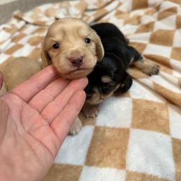 Boy 1 - Cream male Dachshund puppy in Stamford, Texas from West Texas Miniature Dachshunds
