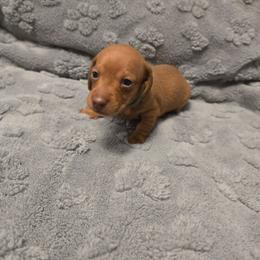 Green - Red male Dachshund puppy in Mulberry, Florida from J's Mini Dachshunds