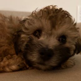 Nutmeg - Black and tan male Companion Cross puppy in Glenmont, New York from CocoPuff Breeders