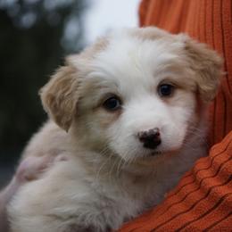 Daisy - Yellow female Australian Shepherd puppy in Holmesville, Ohio from Coffee Run Spring at Miller Farms