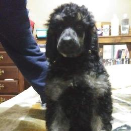 Poodle Puppies from Endearing Standard Poodles