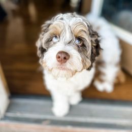 Solo - Cavapoo