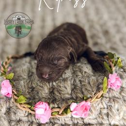 Katniss - Chocolate female Goldendoodle puppy in Ocoee, Tennessee from Liberty Creek Farms
