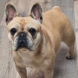 French Bulldog Puppies from LMD Frenchies